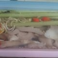 Cooksnap của Thanh Tram khi họ làm theo món Đã thèm với TAI HEO NGÂM SẢ TẮC chua chua giòn giòn