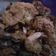 Cooksnap dari Imutz Endang untuk resep Udang Goreng Tepung Crispy
