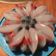 Cooksnap dari jangan di ganti untuk resep Puding Buah