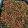 Cooksnap dari Dhea Anggraeni untuk resep Orek tempe kacang tanah tahan lama