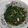 Cooksnap dari Geda untuk resep Tumis Daun Singkong Ebi