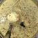 Cooksnap dari Wiwik Novyanti untuk resep Sayur Tahu Telur Kuning
