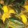 Cooksnap dari Yulia Achmad untuk resep Kerang Hijau Saos Padang