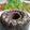 Cooksnap dari ati dewanthi untuk resep Bolu Ketan Hitam