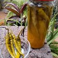 Beena Radia's cooksnap of when they made આથેલા મરચાં (Athela Marcha Recipe In Gujarati).
