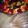 Areeba Muhammed's cooksnap of when they made Fruit trifle custard#eid recipe.