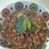 Cooksnap dari Eka Nur Sulistianingsih untuk resep Kerang kupas