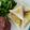 Cooksnap de Couette sur la recette Briouate au fromage de chèvre et herbes sautéesau citron confit