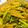 Yoshio Chou 的 炒豬肝 cooksnap