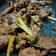 Cooksnap dari Neffi Arny A untuk resep Gepuk basah /Empal basah daging sapi bumbu lengkuas