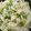 Fakechef's cooksnap of when they made Garlic Shrimp with Broccoli and Pasta.