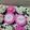 Saba Tahseen's cooksnap of when they made Cookpad customized cupcakes.