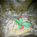 Cooksnap dari tika_pingi untuk resep Garang Asem Ayam