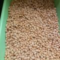 Cooksnap dari Sherly Wong untuk resep Kacang goreng bawang putih gurih renyah /kacang tuljin