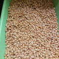 Cooksnap dari Sherly Wong untuk resep Kacang goreng bawang putih gurih renyah /kacang tuljin