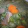 Cooksnap dari Femilia PuspaNingrum Salam untuk resep Sop Oyong Soun