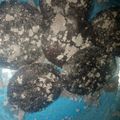Cooksnap dari Neti <aryandraaisyah> untuk resep gemblong ketan hitam