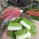 Cooksnap dari SaBa's Kitchen untuk resep 83. Ketan Sarikaya Durian