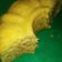 Cooksnap dari Iyya untuk resep Bolu Pisang Kukus (Tanpa Mixer)