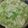 Cooksnap dari ∂αρυя мαтαѕαуα untuk resep Buko Pandan asli Philipine