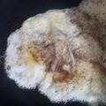saba naz's cooksnap of when they made Half fry egg.
