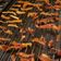El cooksnap de Vanesa Cristal cuando hizo Cascaritas de Naranja Confitadas.
