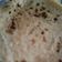 Riya का कुकस्नैप जब उन्होंने गेहूँ ज्वार की रोटी (gehu jowar ki roti recipe in Hindi) बनाया था।