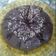 Cooksnap dari Satri's Senja untuk resep Brownies Panggang Teflon Serba 3