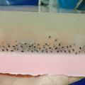 Cooksnap dari Mama untuk resep Puding kaca nata de coco✨