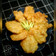 Cooksnap dari Syafa Syifa untuk resep Bakwan Jagung