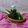 Cooksnap dari Oktaviani (Bund@ Keyl@) untuk resep Jus Pandan Homemade