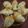 Cooksnap dari Susi Gunawan untuk resep Croissant home made simple
