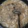 Cooksnap dari Anggund Davegga untuk resep Soto Babat Eso Khas Madura