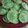 Cooksnap dari Gracia May untuk resep Kue Cucur Pandan tanpa mixer