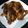 Cooksnap dari 누나_음식 untuk resep Ayam Kampung Bakar