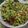 Bhumi Parikh's cooksnap of when they made બોમ્બે ભેળ (Bombay Bhel Recipe In Gujarati).