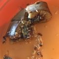 Cooksnap dari Atina Ayunisa untuk resep Martabak manis teflon