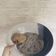 Cooksnap dari stella untuk resep Mushroom Cream Soup