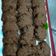 El cooksnap de Lourdes cuando hizo Galletas con pepitas de choco (cookies).