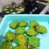 Cooksnap dari NayNay untuk resep Terang Bulan Mini (Discard sourdough)