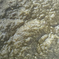 Cooksnap dari Rahma Bunda Zafin untuk resep Selai srikaya pandan