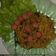 Cooksnap dari lenih untuk resep Indomie goreng pedes nampol