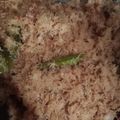 Cooksnap dari Liska Martika untuk resep 386. Serundeng kelapa