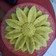 Cooksnap dari alesha arsyila untuk resep Steamed Banana Cake Super Moist
