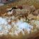 Cooksnap dari Rina Handiyah untuk resep Nasi Gandul Khas Pati