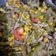 Cooksnap dari Senha okta untuk resep Pare jagung tumis pedas