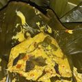 Cooksnap dari shabrina untuk resep Pepes tahu teri kemangi👍👍👍