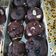 Cooksnap dari Agustina Waode untuk resep Choco Banana Muffin ala Tintin Rayner
