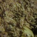 Naina625 का कुकस्नैप जब उन्होंने मटर वाली नमकीन सेवइयां (matar wali namkeen seviyan recipe in Hindi) बनाया था।