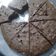 El cooksnap de Laila Sosa cuando hizo Galletas de café y almendras.